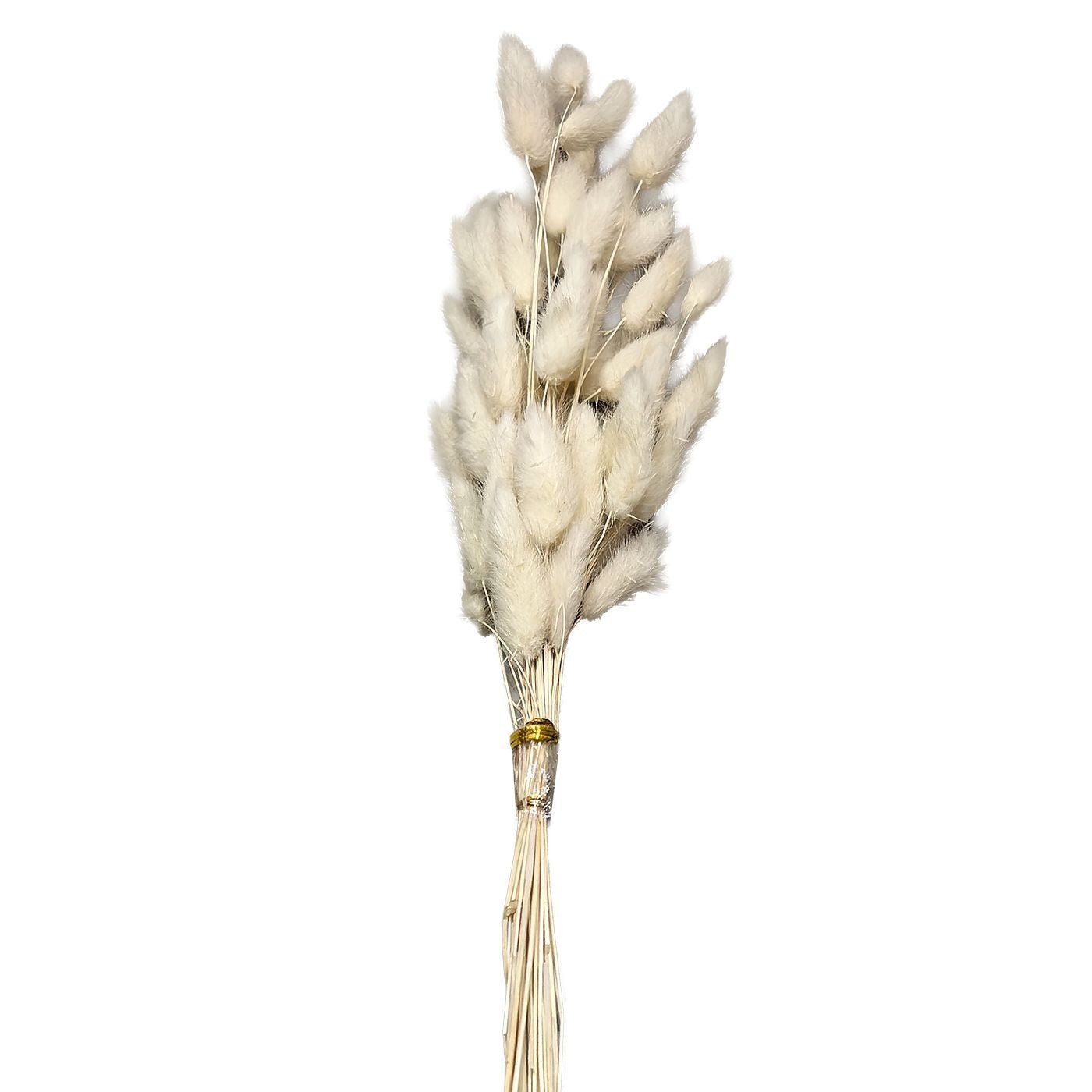 Dried Bunny Tails Bouquet 25 Stems Beige 60cm - Decorative Accessories - VassoHome